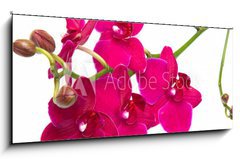Obraz 1D panorama - 120 x 50 cm F_AB30847359 - orchidea su sfondo bianco