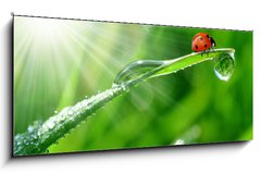 Sklenn obraz 1D panorama - 120 x 50 cm F_AB30860001 - fresh morning dew and ladybird - erstvou rann rosou a beruka