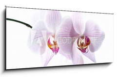 Obraz 1D panorama - 120 x 50 cm F_AB30876639 - pink spotted  orchids isolated on white background