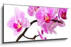 Sklenn obraz 1D panorama - 120 x 50 cm F_AB31085689 - isolated orchid