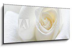 Sklenn obraz 1D panorama - 120 x 50 cm F_AB31158130 - Soft white rose - Mkk bl re