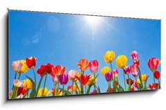 Skleněný obraz 1D panorama - 120 x 50 cm F_AB31333343 - Tulips in the sun - Tulipány na slunci
