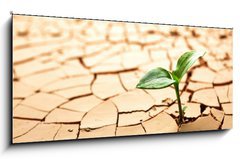 Sklenn obraz 1D panorama - 120 x 50 cm F_AB31371221 - Plant in dried cracked mud