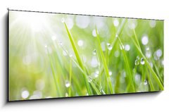 Obraz 1D panorama - 120 x 50 cm F_AB31545504 - sparkling grass - umiv trva