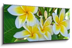 Sklenn obraz 1D panorama - 120 x 50 cm F_AB31591556 - frangipanier
