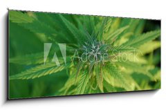 Skleněný obraz 1D panorama - 120 x 50 cm F_AB31679944 - close up of a marijuana plant bud - zblízka rostliny pupíku marihuany