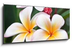 Sklenn obraz 1D panorama - 120 x 50 cm F_AB32139814 - fleurs de frangipanier