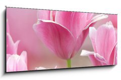 Sklenn obraz 1D panorama - 120 x 50 cm F_AB32429318 - Pink tulips close up