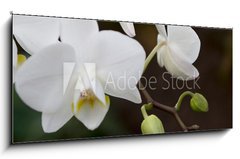 Obraz 1D panorama - 120 x 50 cm F_AB3245135 - phalaenopsis