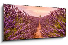 Skleněný obraz 1D panorama - 120 x 50 cm F_AB328521401 - Dramatic sunset landscape. Tree in lavender field at sunset in Provence, France