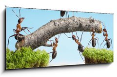 Obraz 1D panorama - 120 x 50 cm F_AB33747166 - teamwork, team of ants costructing bridge - tmov prce, tm mravenc skrvajc most