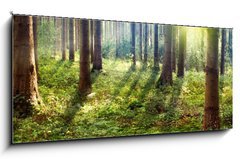 Obraz   Forest Sunset, 120 x 50 cm