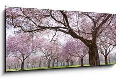 Obraz 1D panorama - 120 x 50 cm F_AB34040343 - Sakura