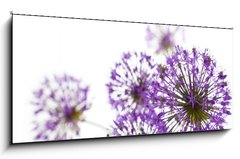 Sklenn obraz 1D panorama - 120 x 50 cm F_AB34117562 - Beautiful Allium / abstract  on white