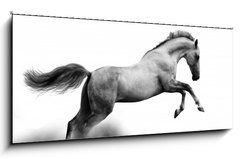 Sklenn obraz 1D panorama - 120 x 50 cm F_AB34235049 - silver-white stallion on black - stbrn