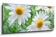 Obraz   daisy, 120 x 50 cm