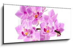 Sklenn obraz 1D panorama - 120 x 50 cm F_AB34344158 - red orchid - erven orchidej