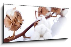 Sklenn obraz 1D panorama - 120 x 50 cm F_AB34523742 - cotton flower over branch - bavlna kvtina pes vtev