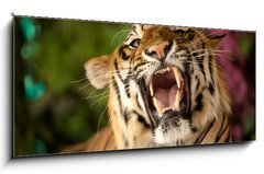 Obraz 1D panorama - 120 x 50 cm F_AB35010447 - The tiger growls
