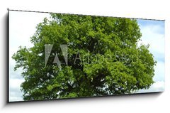 Sklenn obraz 1D panorama - 120 x 50 cm F_AB35499225 - Eiche
