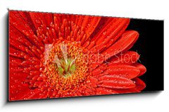 Obraz   red gerbera daisy, 120 x 50 cm