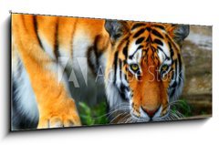 Sklenn obraz 1D panorama - 120 x 50 cm F_AB35795097 - tiger
