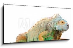 Sklenn obraz 1D panorama - 120 x 50 cm F_AB36604708 - portrait of iguana on isolated white - portrt iguana na izolovan bl