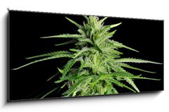 Sklenn obraz 1D panorama - 120 x 50 cm F_AB36911963 - Potent Medical Marijuana Plant - Siln lkask marihuana rostlina