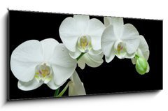 Sklenn obraz 1D panorama - 120 x 50 cm F_AB36934594 - White orchid on black background