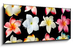 Obraz 1D panorama - 120 x 50 cm F_AB37691751 - fleurs frangipanier fond noir