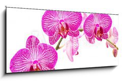Obraz 1D panorama - 120 x 50 cm F_AB37898338 - Tralcio di orchidea