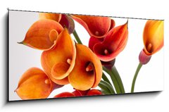 Obraz 1D panorama - 120 x 50 cm F_AB37918166 - Orange Calla lilies(Zantedeschia) over white