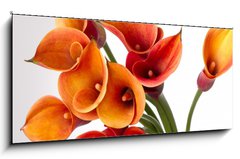 Obraz   Orange Calla lilies(Zantedeschia) over white, 120 x 50 cm