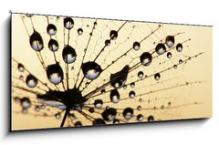 Obraz 1D panorama - 120 x 50 cm F_AB3821289 - dandelion seed