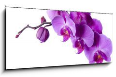Sklenn obraz 1D panorama - 120 x 50 cm F_AB3828163 - orchid