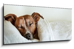 Obraz 1D - 120 x 50 cm F_AB38583425 - dog in bed - pes v posteli