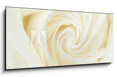 Obraz   A close up of a white rose, 120 x 50 cm