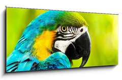Sklenn obraz 1D panorama - 120 x 50 cm F_AB40257884 - Exotic colorful African macaw parrot - Exotick barevn africk papouek papouek