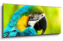 Obraz   Exotic colorful African macaw parrot, 120 x 50 cm