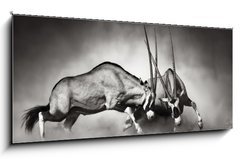 Sklenn obraz 1D panorama - 120 x 50 cm F_AB40410948 - Gemsbok fight