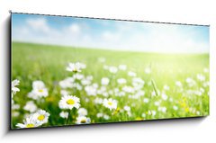 Obraz 1D panorama - 120 x 50 cm F_AB40565280 - field of daisy flowers