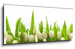 Skleněný obraz 1D panorama - 120 x 50 cm F_AB40774643 - Weie Tulpen