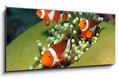 Obraz 1D panorama - 120 x 50 cm F_AB40862196 - Three Western Clown Anemonefish in Anemone, Bunaken, Indonesia