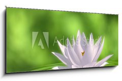 Obraz   Floating waterlily, 120 x 50 cm