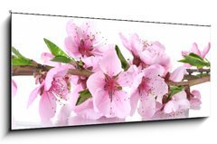 Obraz   beautiful pink peach blossom isolated on white, 120 x 50 cm