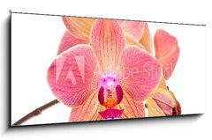 Obraz 1D panorama - 120 x 50 cm F_AB41466229 - Pink orchid