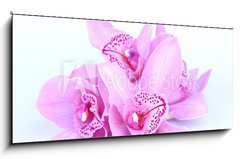 Skleněný obraz 1D panorama - 120 x 50 cm F_AB41582656 - beautiful pink orchid against blue background - krásná růžová orchidej proti modrému pozadí
