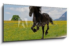 Obraz 1D panorama - 120 x 50 cm F_AB41915305 - Friese - Friesian