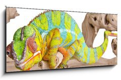 Sklenn obraz 1D panorama - 120 x 50 cm F_AB41961135 - Colorful chameleon. - Barevn chameleon.