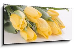 Sklenn obraz 1D panorama - 120 x 50 cm F_AB42120397 - Spring tulips isolated on white